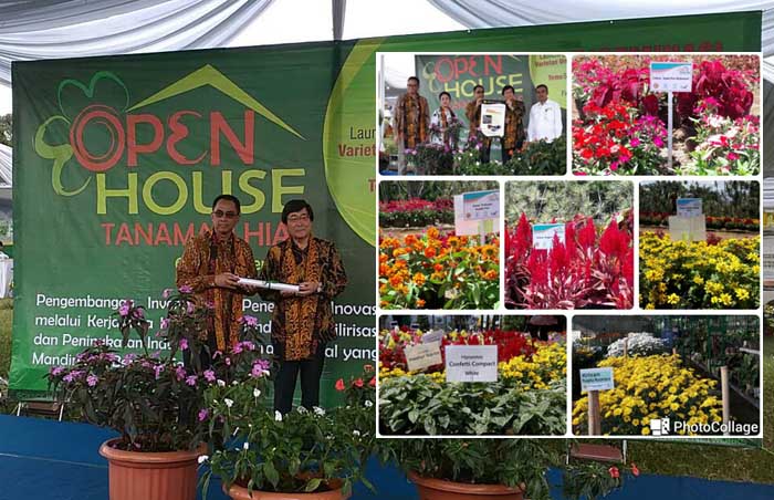 Balitbangtan - Sakata Jepang Luncurkan VUB SunPatiens untuk Pasar Ekspor